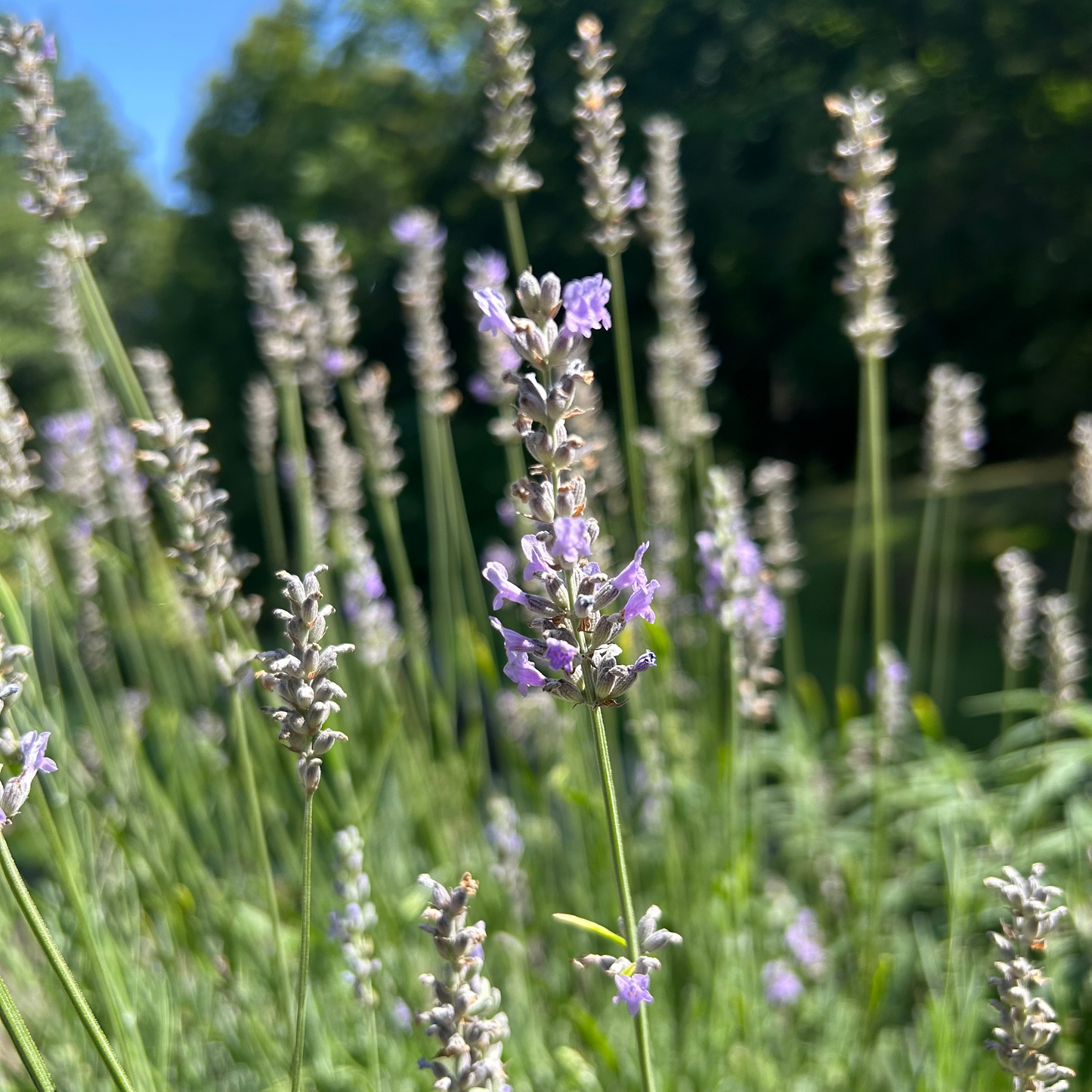 Lavender Healing Salve