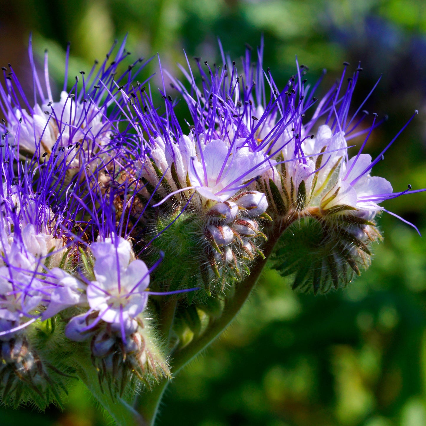 Blue Tansy OIl