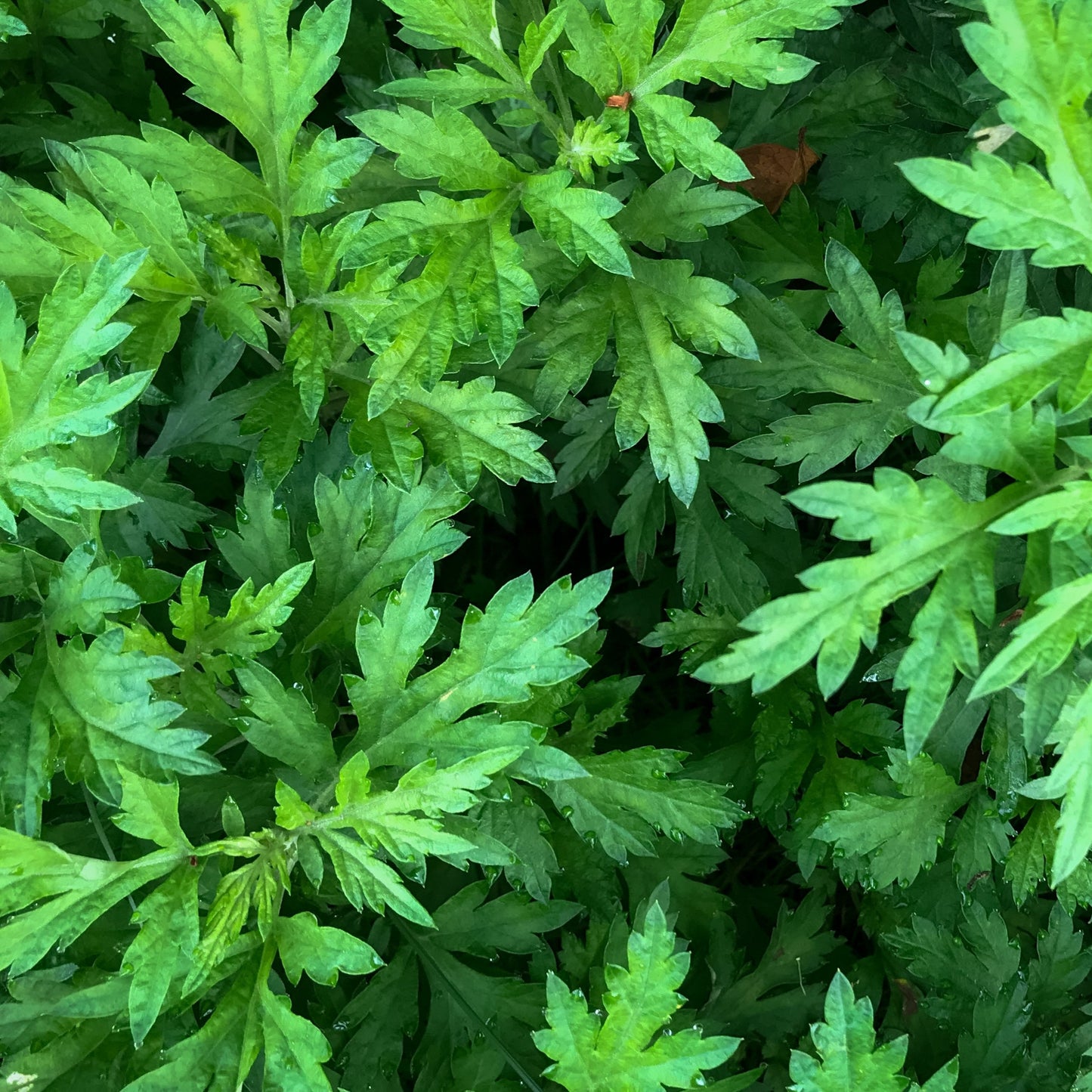 Mugwort Smudge Sticks