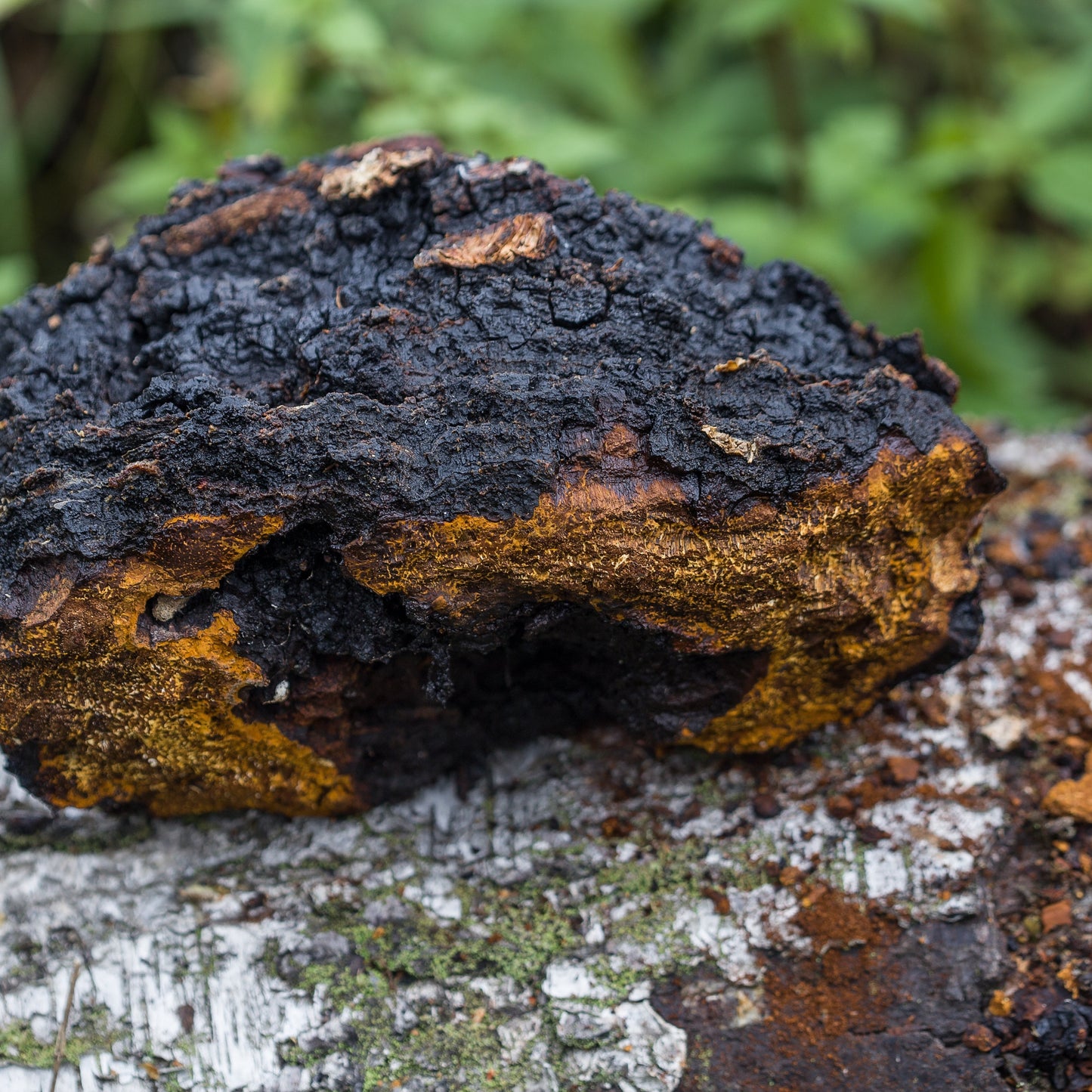 Chaga Tincture
