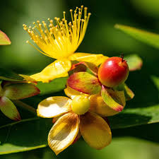 St John's Wort Oil