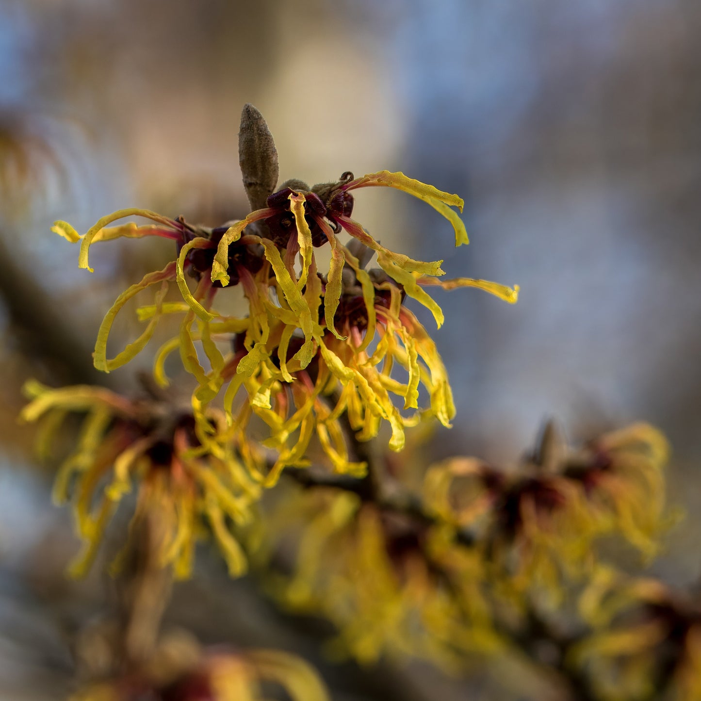 Witch Hazel OIl