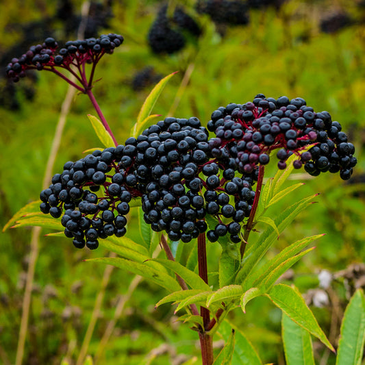 Elderberry Seed Oil