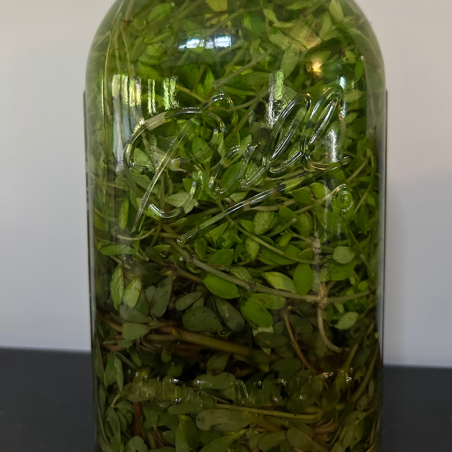 Purslane Tincture