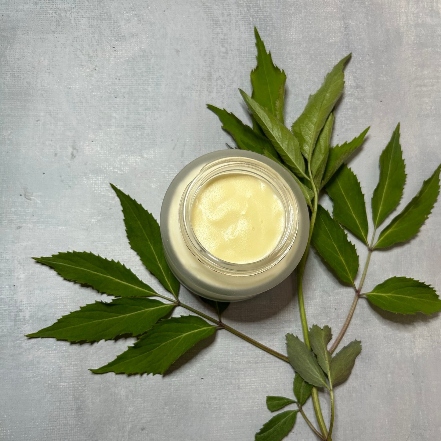 Elderberry Renewal Lotion