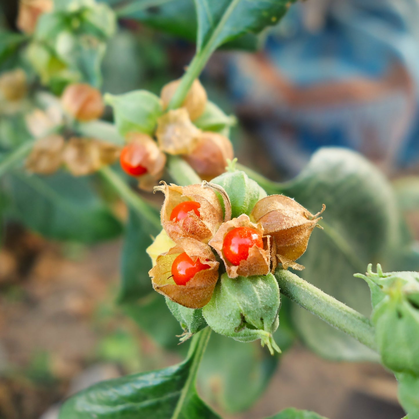 Ashwagandha Oil