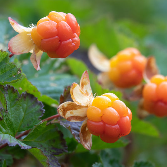 Cloudberry Oil