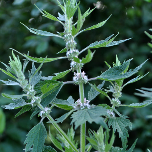 Motherwort Tincture