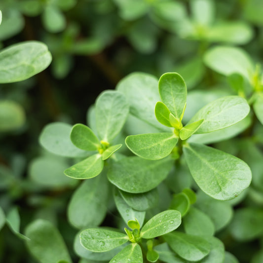 Purslane Tincture