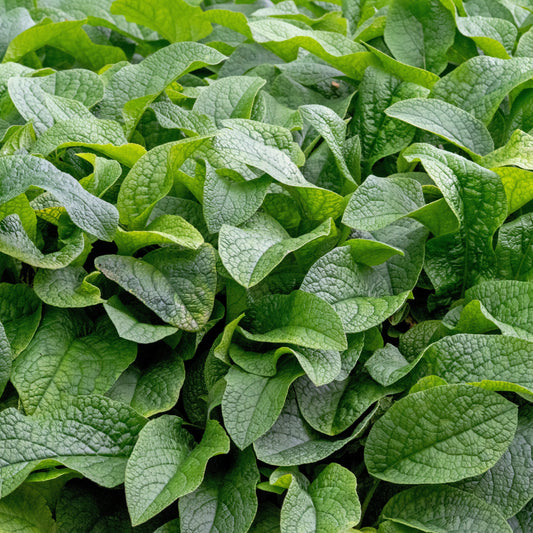 Dried Comfrey Leaves