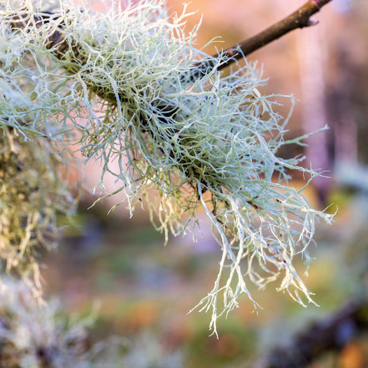 Usnea Tincture