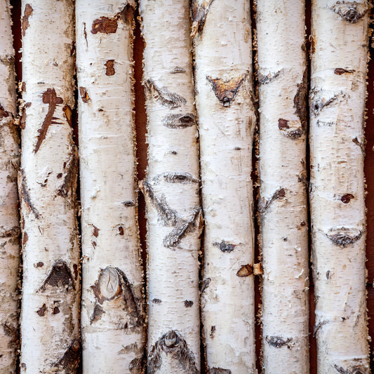 Grey birch logs