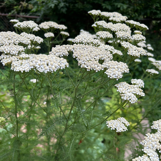 Yarrow Tincture